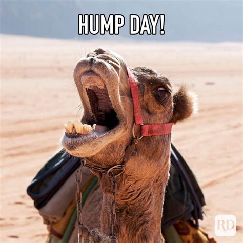Hump Day Memes That Make Wednesdays Bearable Reader S Digest Wednesday Memes Friday Meme