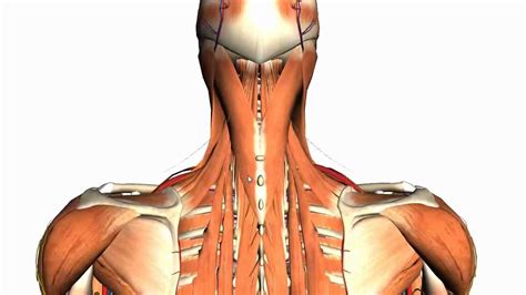 Posted by cassidy smith on 9 may 2018, 11:14 am. Intermediate and Deep Muscles of the Back - Anatomy ...