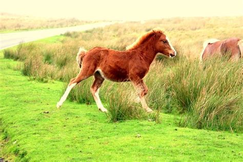 Galloping Foal By Mountains Ephotozine
