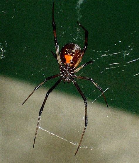 Basic Facts About Black Widow Spider True Facts About The World S