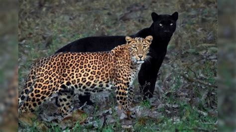 Photos Of Black Panther And Leopard Couple Chilling In Kabini Forests