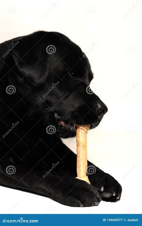 Dog Chewing Stock Image Image Of Labrador Retriever 19645977