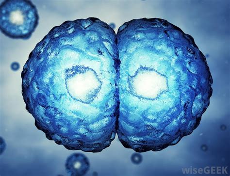 We did not find results for: What is the Blastula? (with pictures)