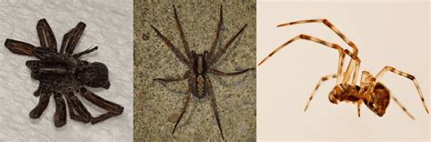 10 Most Common House Spiders