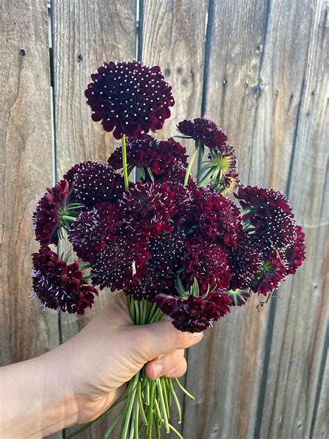Dyeing With Black Knight Scabiosa