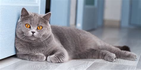 8 Gorgeous Grey Cat Breeds With Pictures
