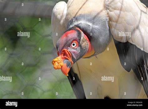 A King Vulture Sarcoramphus Papa With The Characteristic Yellow Fleshy Caruncle On Its Beak