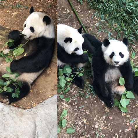Panda Updates Monday November 18 Zoo Atlanta