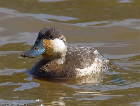 A Hint Of Blue Male Ruddy Duck In Non Breeding Plumage Hi Flickr