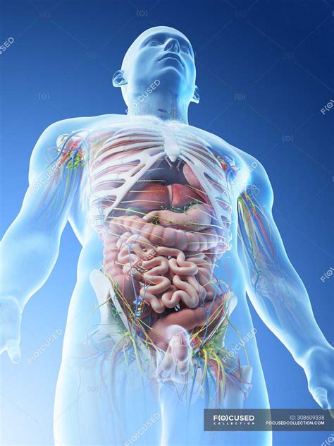 Male Upper Body Anatomy And Internal Organs In Low Angle View Computer Illustration Front