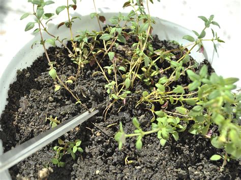 The use of transplants is much easier than seeds, if you are on a tight budget, starting out that's it on how to start an herb garden. How to Start a Window Herb Garden: 13 Steps (with Pictures)