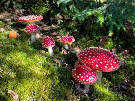 2 Types Of Red Mushrooms In Michigan Star Mushroom Farms