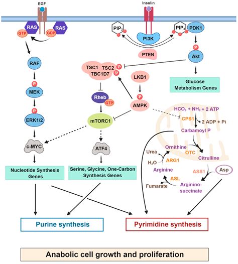 Cancers Free Full Text Cancer Cells Tune The Signaling Pathways To