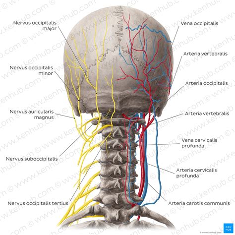 Nervus Suboccipitalis Anatomie Verlauf Und Funktion Kenhub