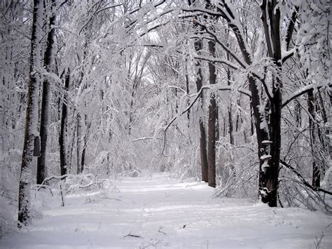 Bensozia The Forest In Winter