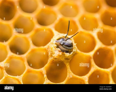 New Queen Bee Emerging Hi Res Stock Photography And Images Alamy