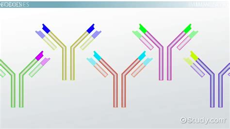 What Are Antibodies Definition Function And Types