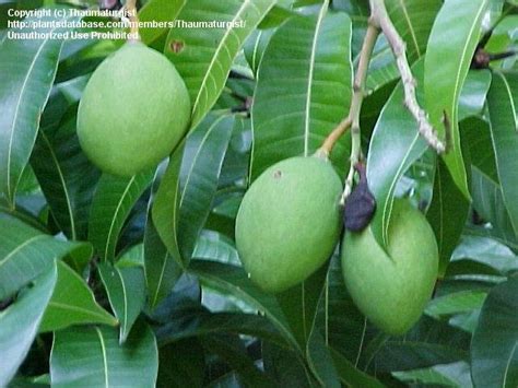 The map created by people like you! PlantFiles Pictures: Mango 'Carrie' (Mangifera indica) by ...