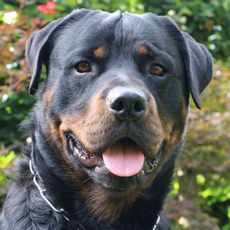 The rottweiler is a big dog and can weigh up to a hefty 135 pounds, most of it muscle. Pedigree database rottweiler | Dogs, breeds and everything ...