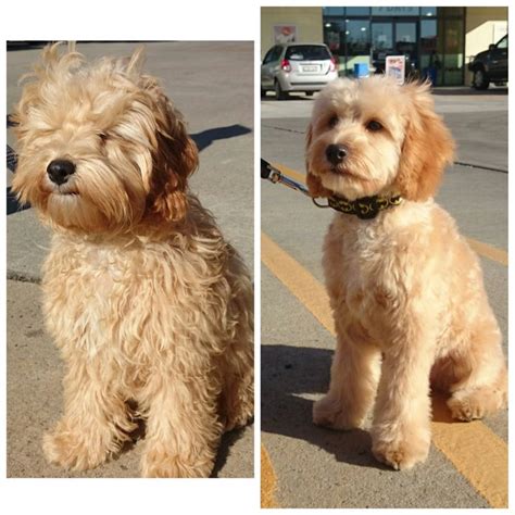 35 Best Goldendoodle Haircuts Images On Pinterest Goldendoodle