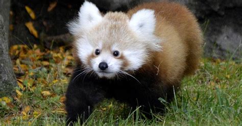 Omaha Zoo Says 3 Year Old Red Panda From Detroit Zoo Dies