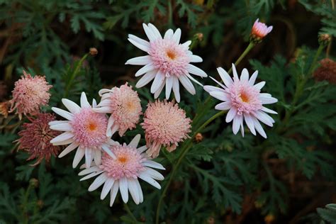 Light Pink Daisies Free Stock Photo Public Domain Pictures