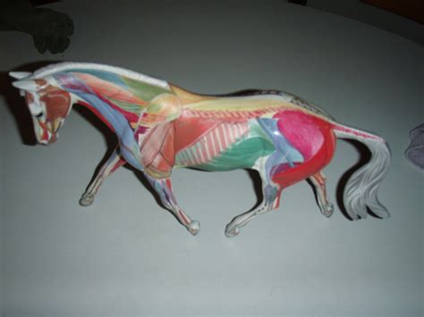 Horse Anatomy Charts - Online2lifehorses.weebly.com