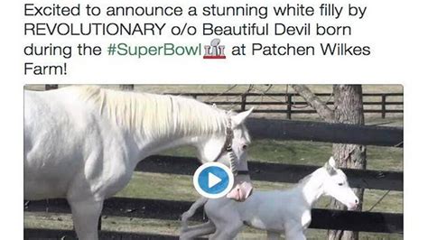Stunning White Thoroughbred Filly Born In Lexington During Super Bowl Lexington Herald Leader
