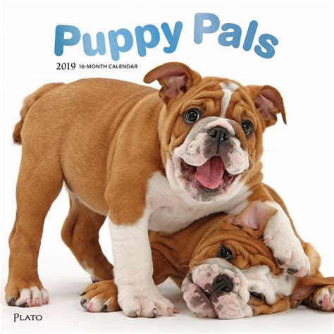 Puppy Pals 2019 Square Wall Calendar Plato Calendars