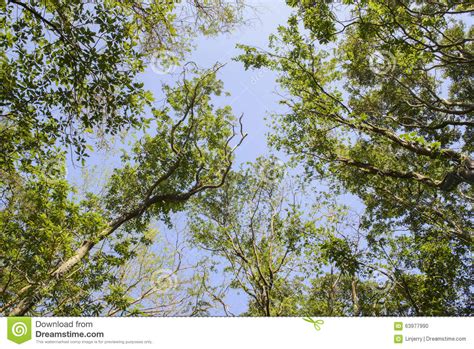 Looking Up Forest Perspective Stock Photo Image Of Seasonal Flora