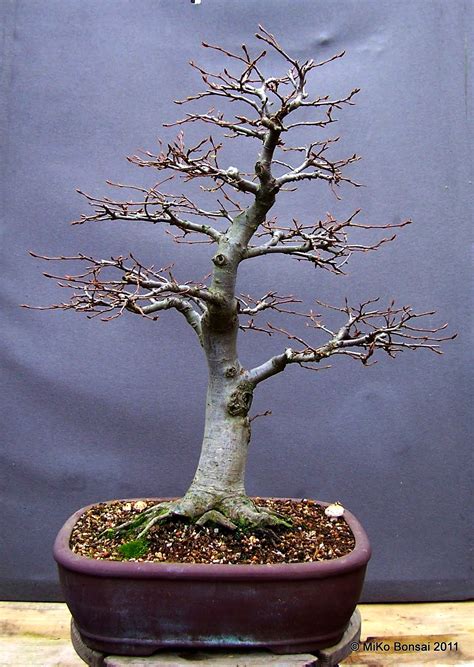 Shop online and get them delivered direct to you doorstep with 24 hour delivery throughout the uk. MiKo Bonsai: Winter Silhouettes