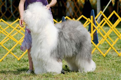 Old English Sheepdog Breed Information And Facts Article Insider