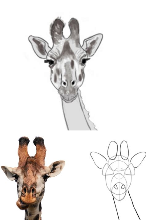 Comment Dessiner Une Girafe Tutoriel Facile Sur Notre Blog Bird