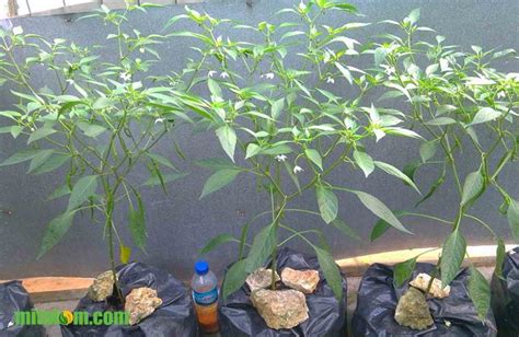 Dalam peraturan ini yang dimaksud dengan: 6 Tahap Cara Menanam CABAI MERAH dalam Pot atau Polbag ...