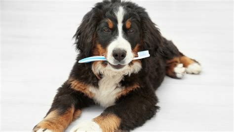 Silent Killers For Pets Dental Disease
