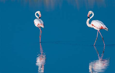 Wallpaper Water Birds Reflection Two Flamingo Blue Images For