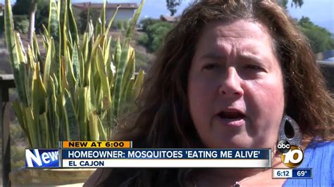 Homeowner Mosquitoes Eating Me Alive Youtube