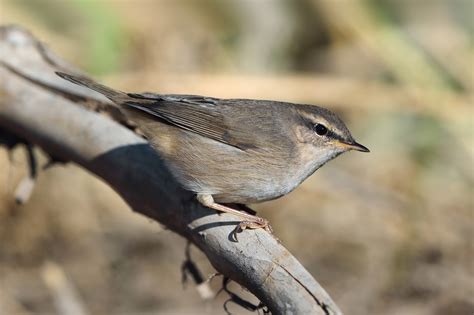Raddes And Dusky Warblers And Siberian Chiffchaff Photo Id Guide