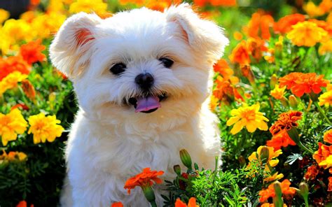 Cute White Puppy W Kolorowe Kwiat Pole Z Tongue Out Zwierzęta Hd
