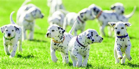 We did not find results for: California Just Banned Pet Stores from Selling Dogs from Puppy Mills