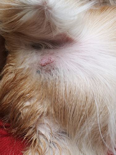 Mast Cell Tumor In Dogs Mastocytoma Signs And Treatment