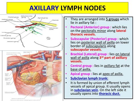 Axillary Lymph Node Diagram