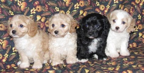 These beautiful dogs are kind hearted souls that love everyone they meet. Cavachons from The Monarchy offer Dog breeders and puppies ...