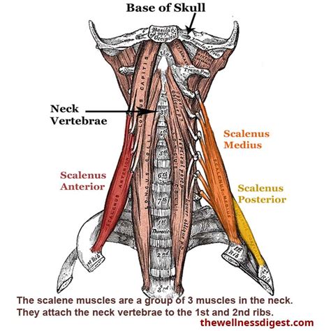 Scalene Muscles Neck Shoulder Chest Upper Back Arm Pain The