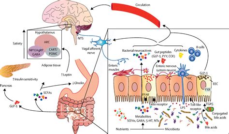 The Microbiotagutbrain Axis In Obesity The Lancet Gastroenterology