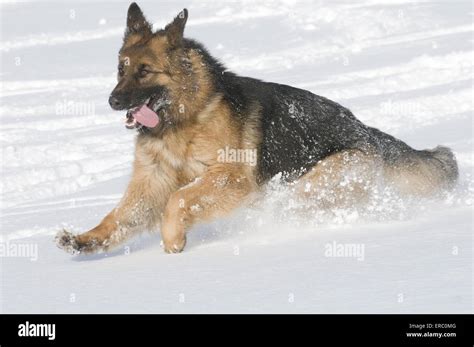 German Shepherd In Snow Stock Photo Alamy