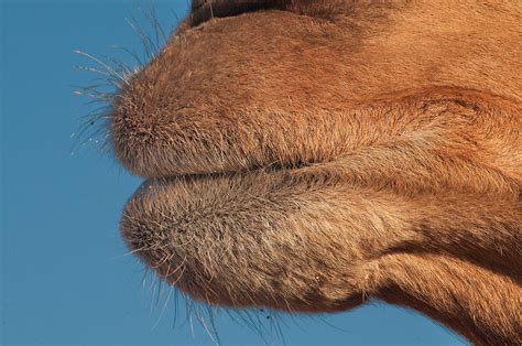 Surprisingly, cactus is one of the healthiest food you can include in your daily diet. CAMEL ADAPTATIONS!!!