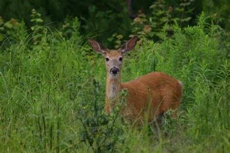 Forest Timber Management And White Tail Deer