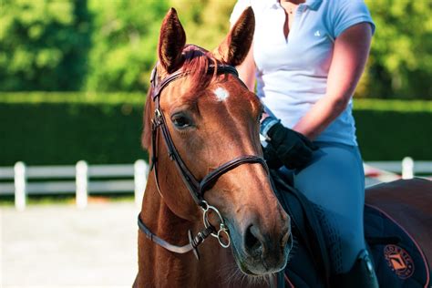 How To Develop Your Horses Topline Your Horse Farm