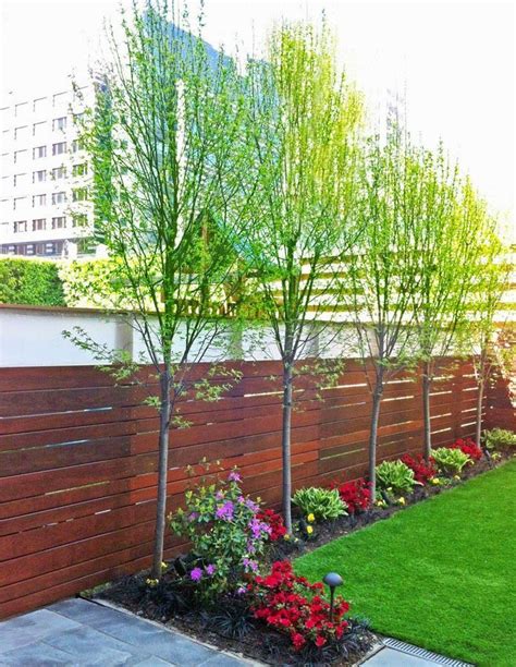 Trees That Can Grow Along A Fence Line Privacy Fence Landscaping